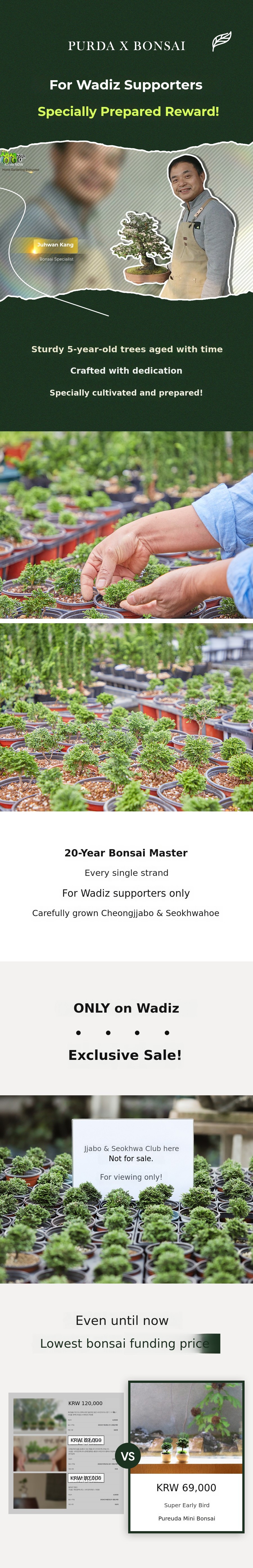 Puruda Timeless Beauty Returns: Mini Hinoki Cypress 3rd Edition—Bigger and ...