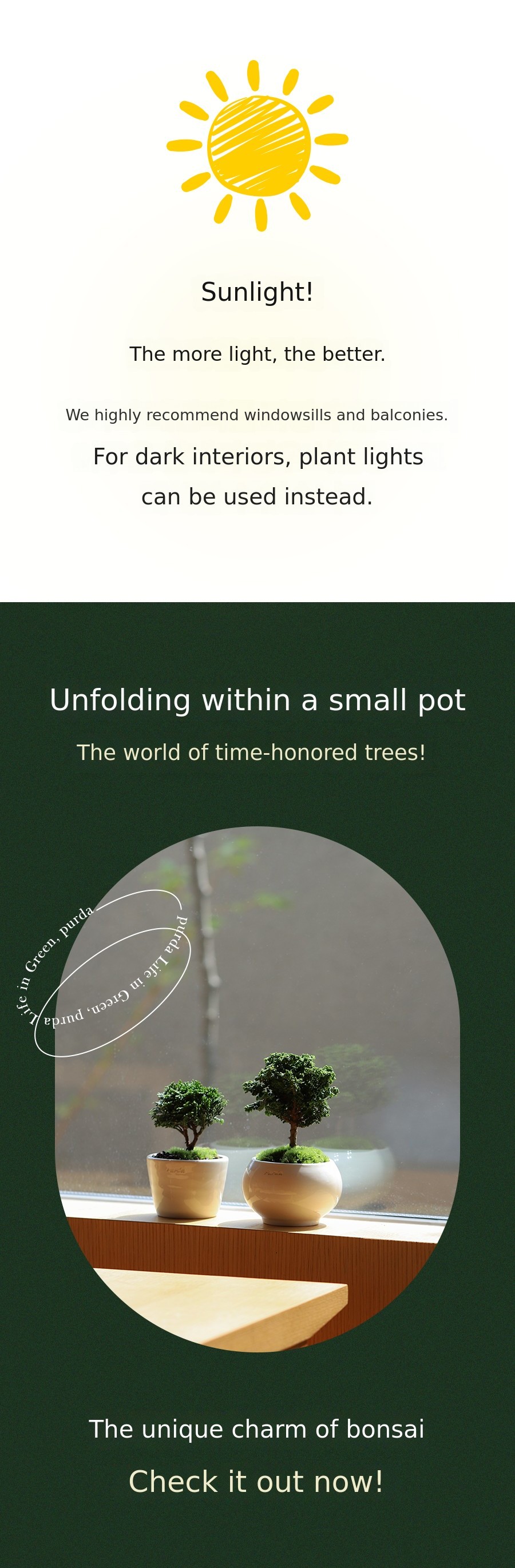 Puruda Timeless Beauty Returns: Mini Hinoki Cypress 3rd Edition—Bigger and ...