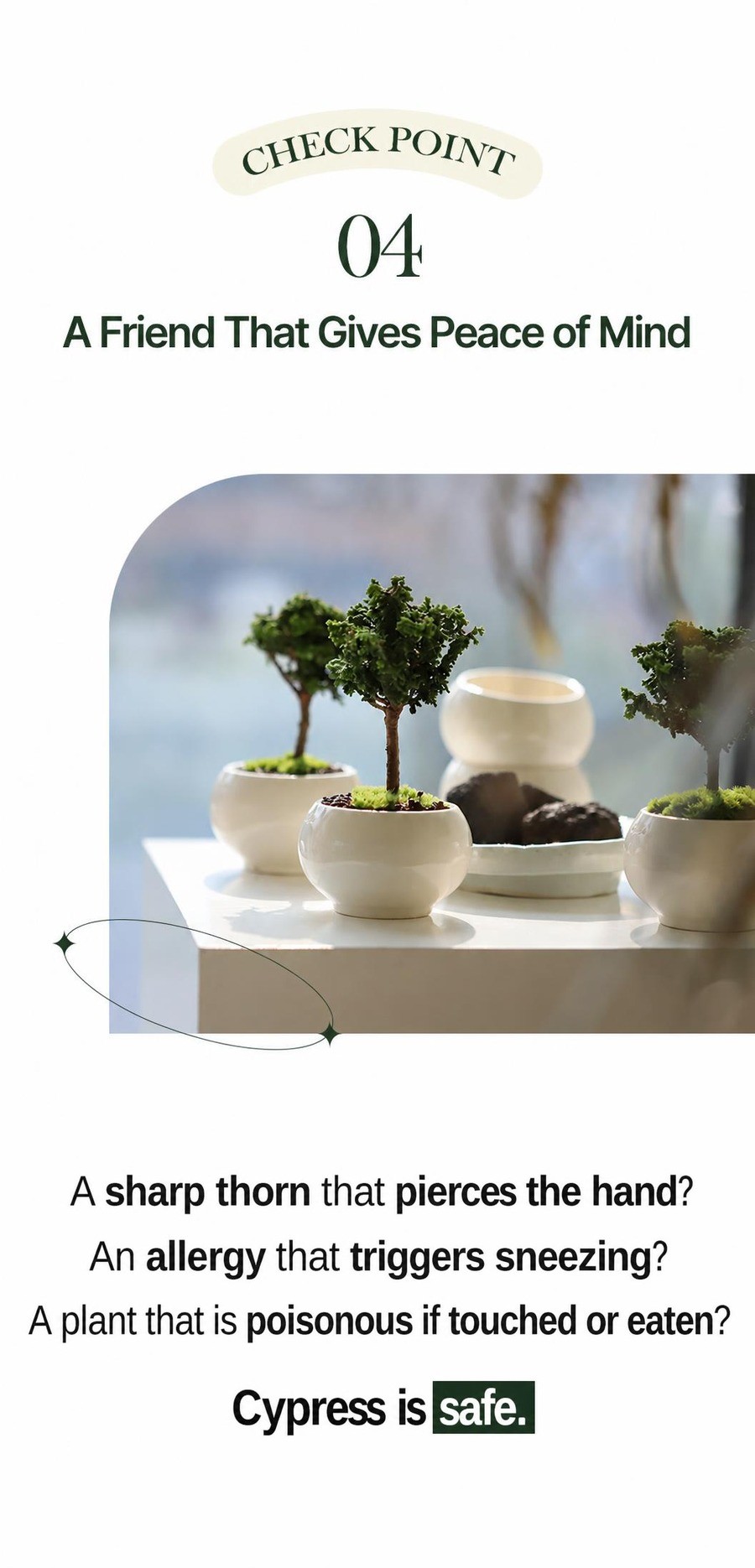 Puruda Timeless Beauty Returns: Mini Hinoki Cypress 3rd Edition—Bigger and ...