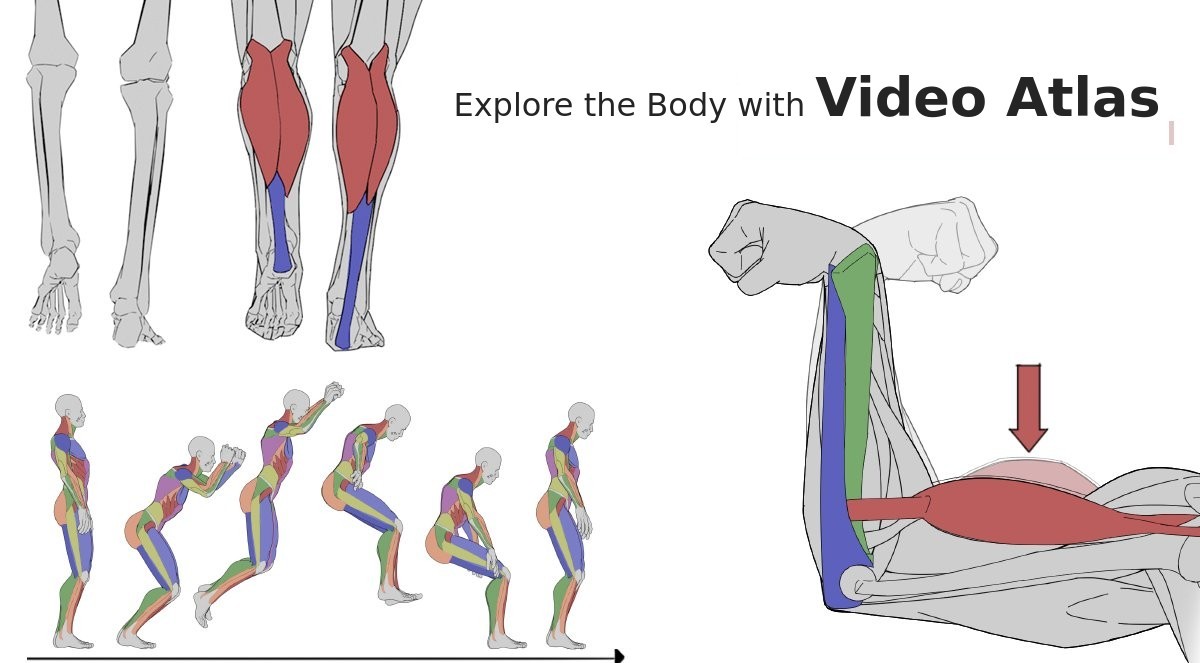[500+] Anatomy to Movement: The Ultimate Human Body Visual Guide